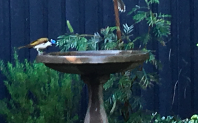 My PhD Journey – Musing #2 – Birdbath Joy!