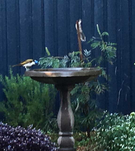 Image: My Bird Bath. Title: My PhD Journey - Musing #2 - Birdbath Joy!